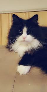 PHOTOS: Feline Friday, another lovely edition