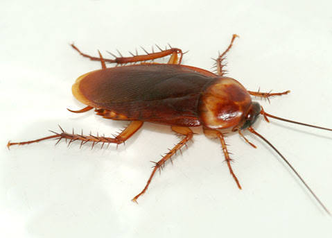 American cockroach, Periplaneta americana