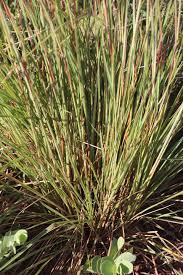 Image result for Trachypogon