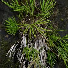 Image result for Actiniopteris dimorpha