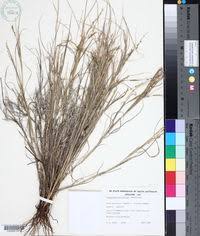 Image result for Setaria kagerensis