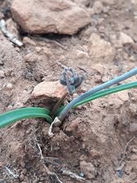 Image result for Dipcadi brevifolium