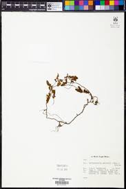 Image result for Arthropteris palisotii