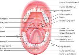 520 frequently, these metastases exhibit cystic degeneration (fig. Examining The Orofacial Structures In Patients With Craniofacial Differences Perspectives Of The Asha Special Interest Groups