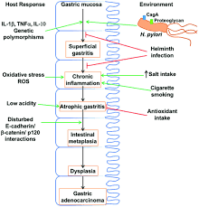 From Inflammation To Gastric Cancer Role Of Helicobacter Pylori Review