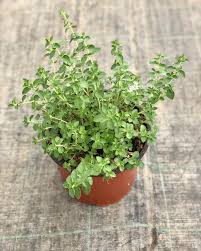 Offerta top del mese di aprile 2021. Mondo Piante Pianta Origano Https Www Mondopiante Com It Piante Aromatiche 40 1741 Pianta Origano Compatto Html 28 Dimensione Vaso Vaso 18cm Erbearomatiche Food Flowers Instafood Piantearomatiche Green Rosmarino Erbeofficinali