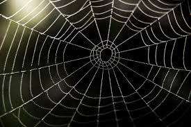 And while there is no definite way to distinguish the two at a quick glance, giant house spiders tend to be more yellowish in color, with distinctive black stripes on the abdomen. Giant Animatronic Spider Crawling Over New York House Is The Scariest Halloween Decoration Ever