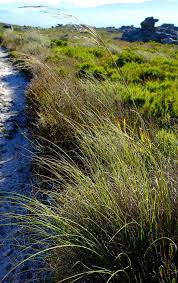 Image result for Pentameris pictigluma