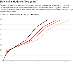A Veterinarian Explains What Dog And Cat Years Really Mean