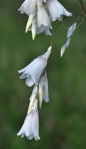 Image result for Dierama formosum