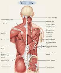 When the muscles of the back are stretched too far a muscle strain is likely to occur. What Is The Anatomy Of Back Muscles Quora