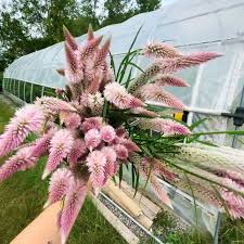 Image result for Celosia richardsiae