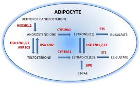 Image result for Tissue-selective Estrogen Complex