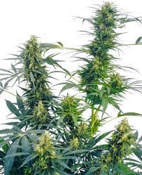Varieties are the product of the very finest cannabis genetics. Sensi Seeds