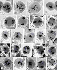 Image result for Meiosperma eminii