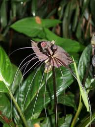 Come and shop, browse pictures or learn how to grow variegated tropical bat plants at home. Black Bat Flower Plant Tacca Chantrieri Urban Tropicals