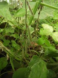 Image result for Neonotonia wightii