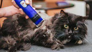 Call ahead to ensure a certified cat groomer is available. Fancy Feet Professional Pet Grooming Resort Salon Vernon Ct