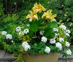 Canna lilies are not lilies! Canna Lilies Bird Brains Dog Tales