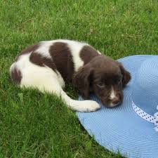 Malinois puppies from knvp lines puppies for sale. Danielle English Springer Spaniel Puppy 604856 Puppyspot