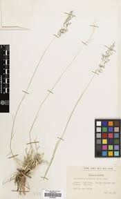 Image result for Tricholaena