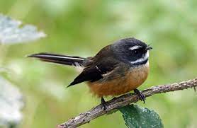 Nesting Fantails Balance Predators And Weather Risks Predator Free Nz