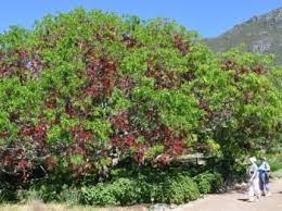 Indiginous Leguminous Schotia Brachypetala Sond Family Fabaceae Common Names Weeping Boer Bean Tree Fuchs Best Shade Trees Dutch Gardens African Plants