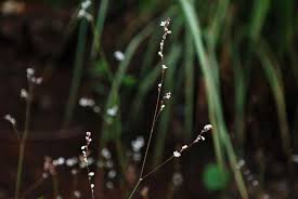 Image result for Fagopyrum snowdenii