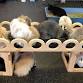 RRMN Romp & Spa/Nail Trim Event - Saturday event image