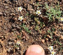 Image result for Hypertelis umbellata