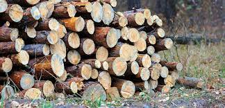 However, for those without a trailer or pickup truck, many. 2021 How Much Is A Cord Of Wood More Firewood Facts