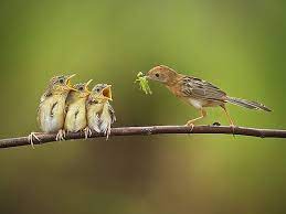 Here Comes The Food Bird Photography Pet Birds Nature Animals
