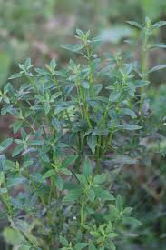 Image result for Scoparia dulcis