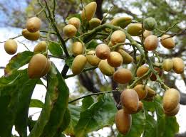 Image result for Clausena