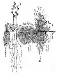 A Grass Roots Effort Roots Drawing Roots Illustration Roots Tattoo
