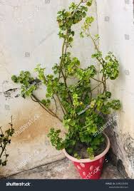 Image result for Pelargonium grossularioides