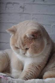Tipe Bak Sisko Cute Baby Animals Cute Animals Baby Animals