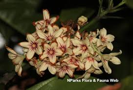 Image result for Cola natalensis