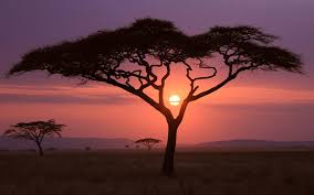 Umbrella thorn acacia (acacia tortilis). Umbrella Thorn Acacia 1080p 2k 4k 5k Hd Wallpapers Free Download Wallpaper Flare