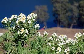 Duniapondok kali ini ingin membahas secara lengkap, mari kita. Bunga Edelweis Si Bunga Abadi Bunga Bunga