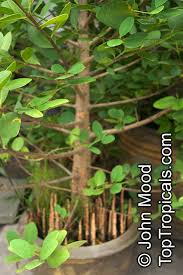 Image result for Sonneratia