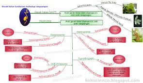 Gerak balas terhadap rangsangan organ deria kepentingan gerak balas tabiat mengganggu gerak balas. Explore To Koh S Science World Blog Sains Sains Tingkatan 2 Gerak Balas Tumbuhan Terhadap Rangsangan Map Worksheets Map Screenshot