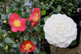 Image result for Camellia