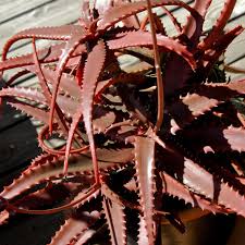 Image result for Aloe carnea