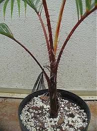 Image result for Acanthophoenix rubra