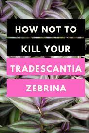 The zebrina variety has long vines covered in small stemless leaves about 2 in length. Wandering Jew Tradescantia Zebrina Best Care Guide 101