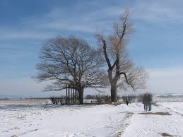 Babisnauer pappel is a hill in saxony and has an elevation of 329 metres. Datei 060305 Babisnauer Pappel Jpg Wikipedia
