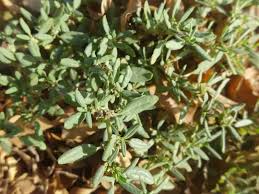 Image result for Commicarpus grandiflorus