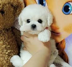 Realistic Teddy Dog Lucky Kaariim In 2020 Teddy Dog Cute Baby Dogs Teddy