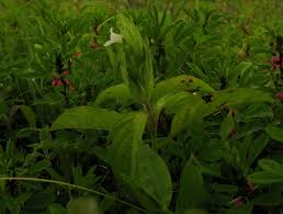 Image result for Asystasia mysorensis